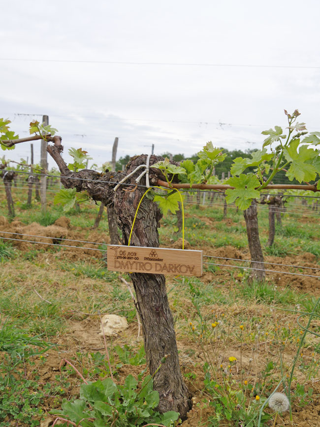 Виноградник на урожай